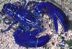 Bluelobster