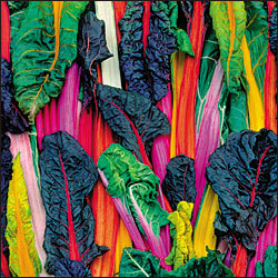 Rainbow_chard