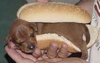 Dog_2 Dog_2