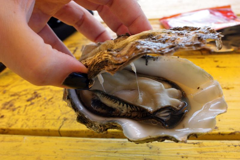 Jetty fishery oyster