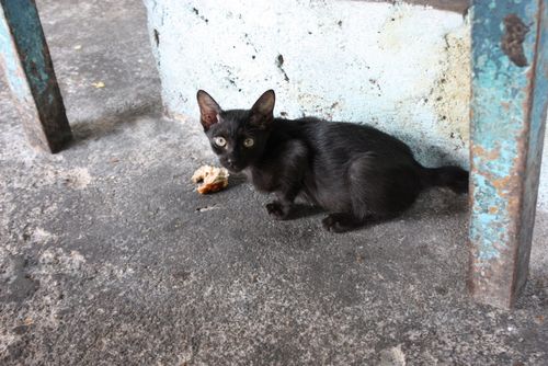 Nasi kandar kitten