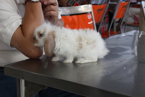 Aw taw kaw rabbit