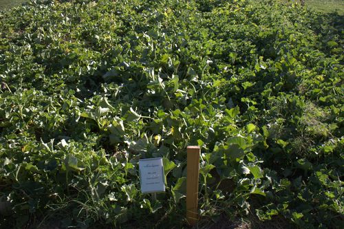 French laundry melon patch