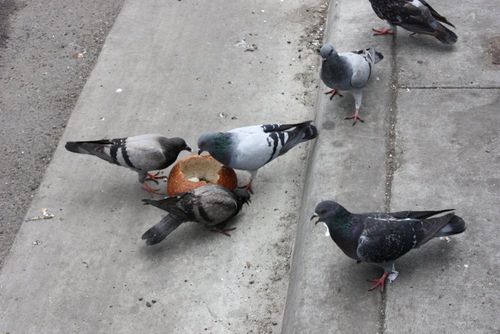 Bread bowl birds