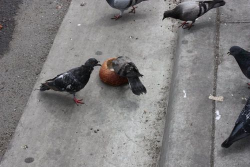 Pigeon in a bread bowl