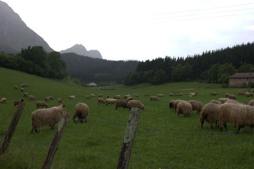 Sheep in axpe