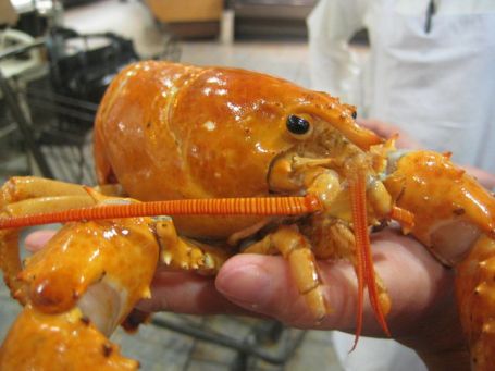 Yellow lobster