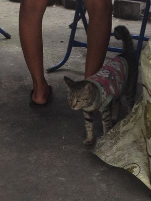 Cat in a monkey shirt